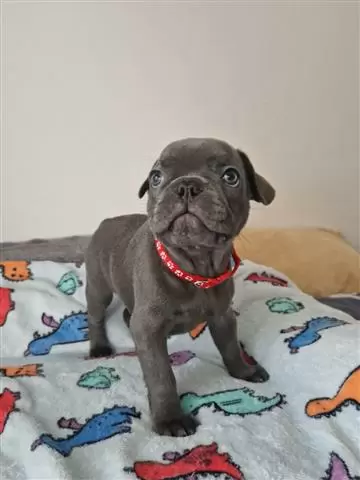 $400 : cachorros de bulldog francés image 3