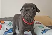 $400 : cachorros de bulldog francés thumbnail