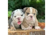adorable Bulldog Inglés! en Atlanta