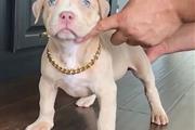 $500 : pitbull terrier americano thumbnail