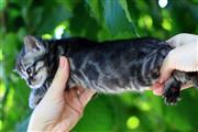 $500 : Bengal kitten thumbnail