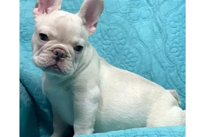 $250 : hermosos Bulldog francés image 2