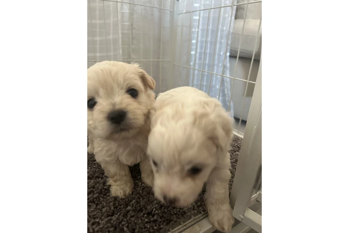 $600 : Maltipoo y yorkie image 5