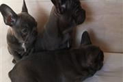 French bulldog puppies thumbnail