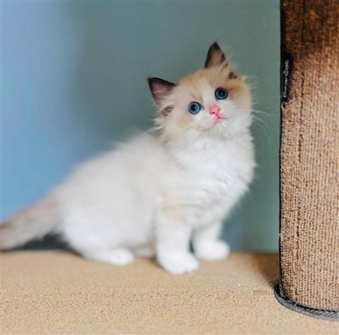 $400 : Ragdoll Kittens For Sale image 1