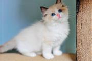 Ragdoll Kittens For Sale