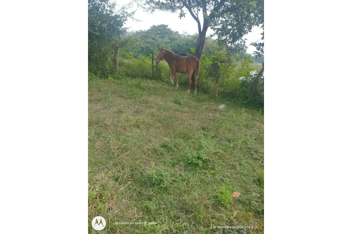 ¡SE VENDE ISLA EN VERACRUZ! image 2