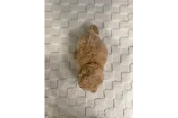 $950 : Bichon Poo Puppies image 6