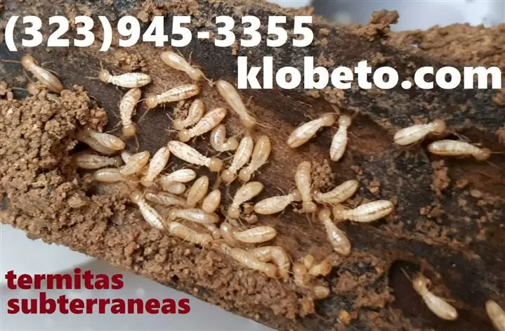 *TERMITE-PEST CONTROL SERVICE* image 7