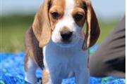 Rehoming Beagle puppy en Chicago