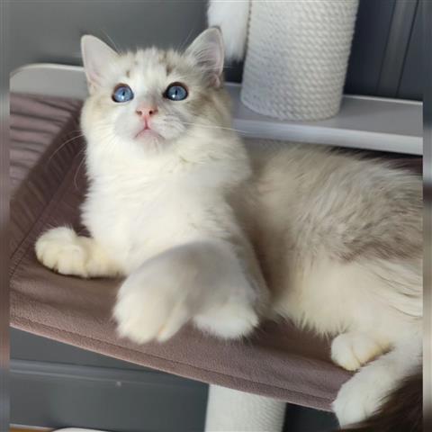 $800 : Roxie is a Ragdoll kitten image 1