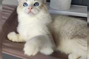 $800 : Roxie is a Ragdoll kitten thumbnail