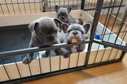 cachorros de bulldog francés