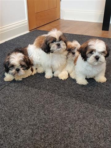 $500 : Adorable Male And Female Shih image 1