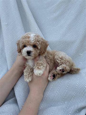 $400 : Cachorro maltipoo en venta image 1