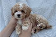 Cachorro maltipoo en venta en Detroit