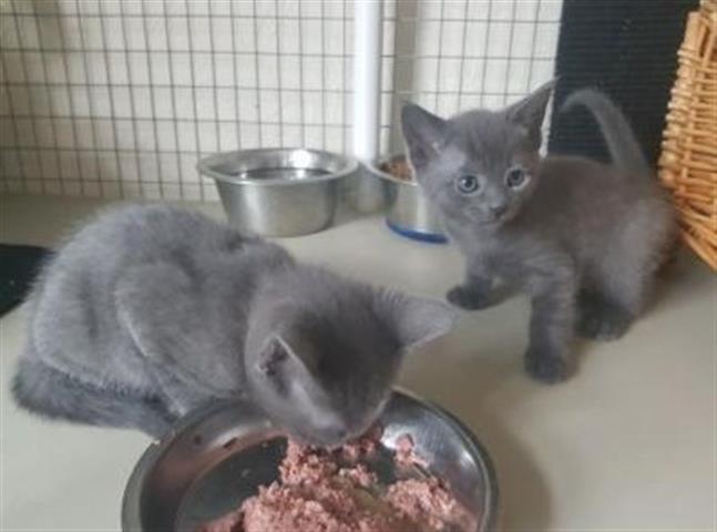 $300 : Russian Blue kittens for adopt image 1