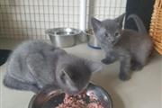 Russian Blue kittens for adopt en Kansas City MO
