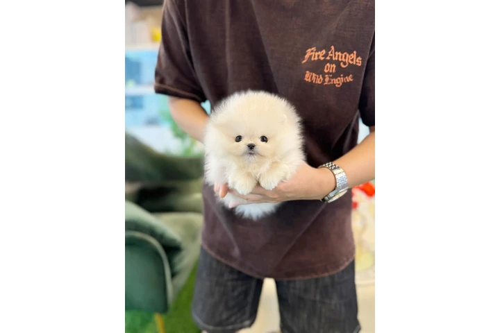 $250 : Pomeranian puppies for sale image 4