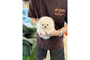 $250 : Pomeranian puppies for sale thumbnail