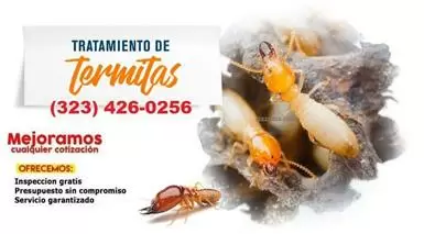 Termitas Riverside County. image 2