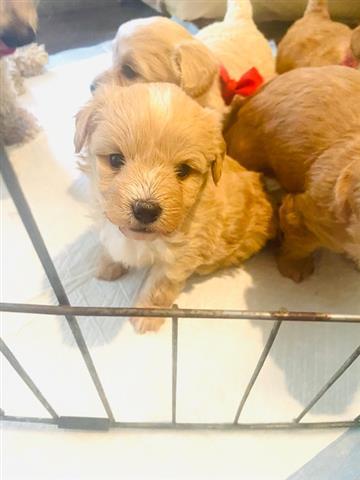 $350 : Cachorro Maltipoo en venta image 10