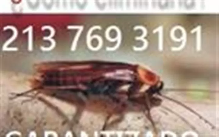 FUMIGACION PROFUNDA 2137693191 image 2