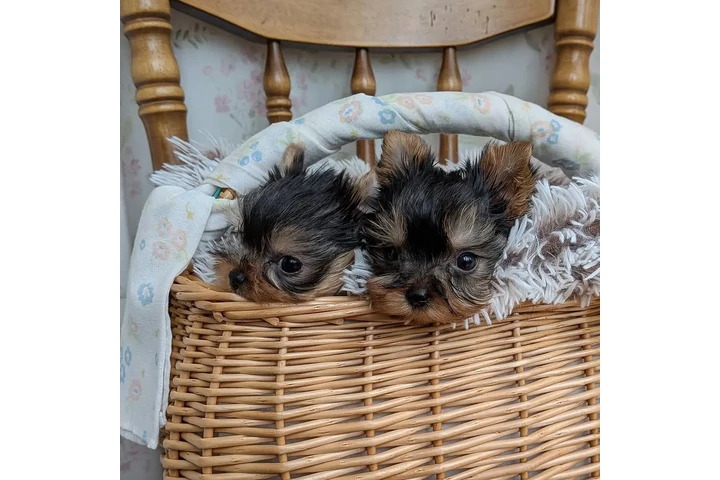 $350 : Cachorros Yorkshire image 3