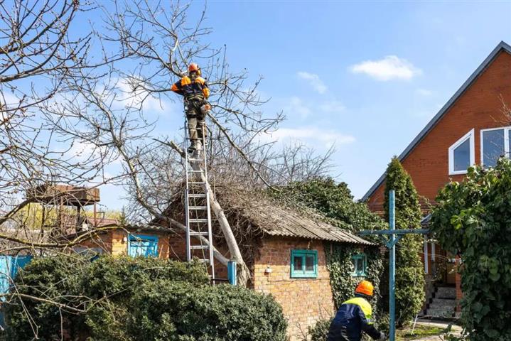 Professional Tree Services! image 7