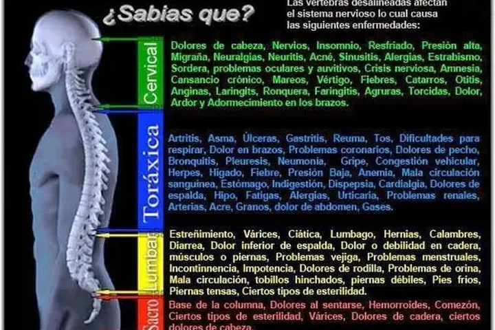 ajuste de la columna vertebral image 3