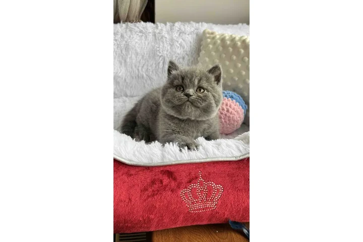 $300 : British shorthair Disponible image 1