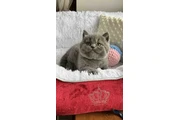 British shorthair Disponible en Imperial County