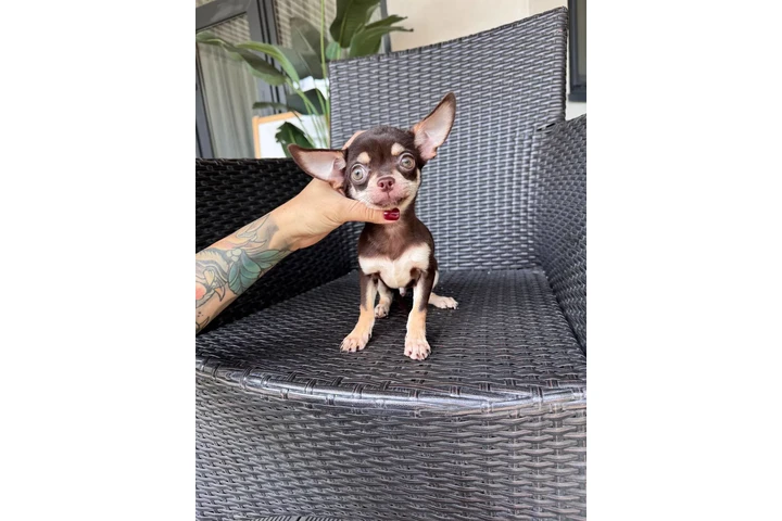 $300 : Teacup Chihuahua puppies image 2