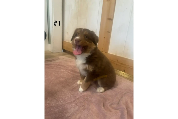 $1800 : 4 Whoodle puppies image 1