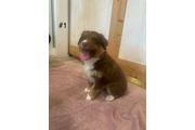 4 Whoodle puppies en Orange County