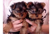 Lovely Yorkie  Puppies en Houston