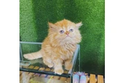 Super Persian available en Miami