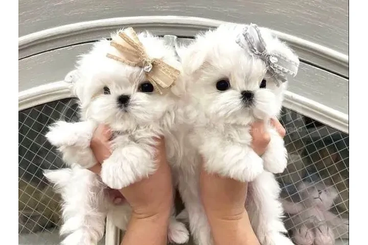 $500 : Hermosos cachorros malteses image 2