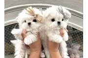 $500 : Hermosos cachorros malteses thumbnail