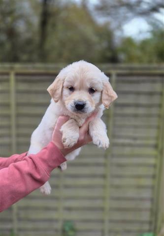 $350 : Dos cachorros Golden Retriever image 1