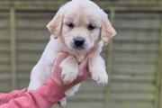 Dos cachorros Golden Retriever en Miami