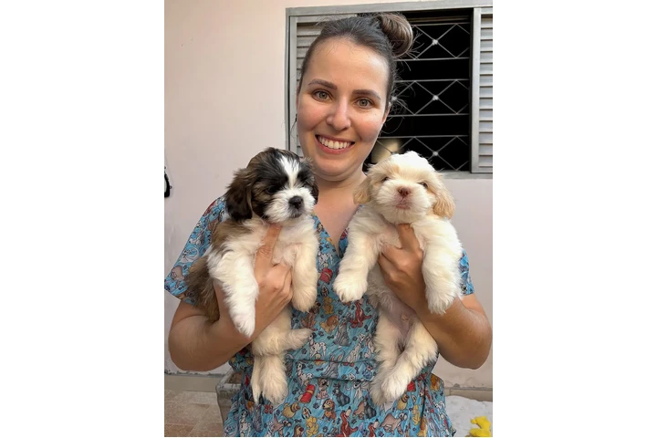 $350 : Cachorros Shihtzu image 2