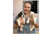 $350 : Cachorros Shihtzu thumbnail