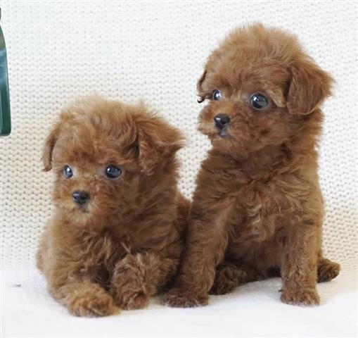 $400 : Cachorros caniche para adopció image 1