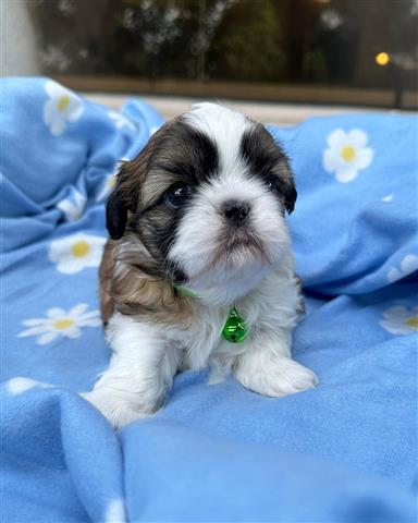 $350 : Shihtzu image 1