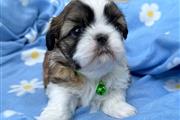 Shihtzu en Kings County