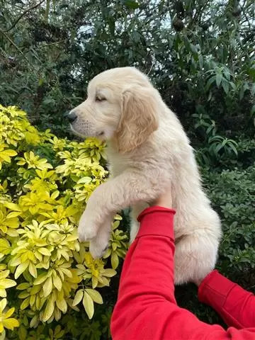$550 : Female Golden Retrievers Pup image 2