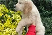 $550 : Female Golden Retrievers Pup thumbnail