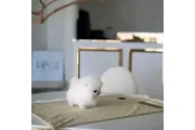 $300 : Pomeranian puppies thumbnail