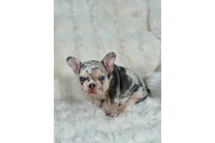$1500 : French bulldog image 1